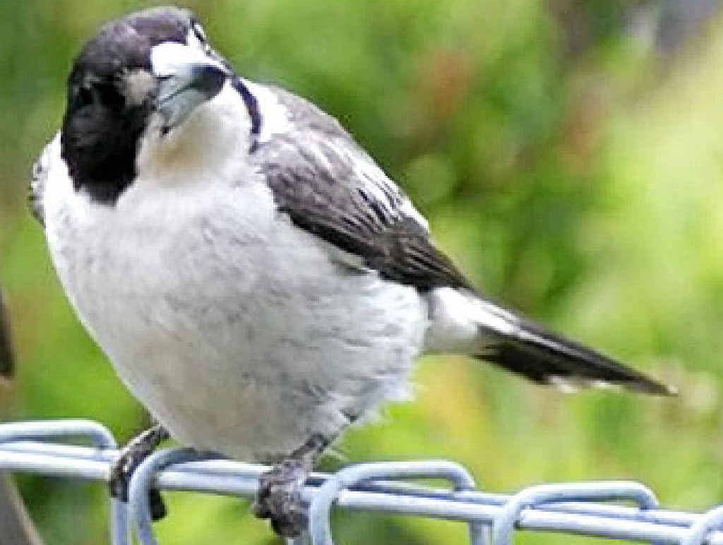A butcher bird keeps an eye out. A butcher bird keeps an eye out.